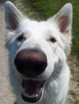 Bodhi